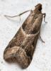 Nyctegretis ruminella